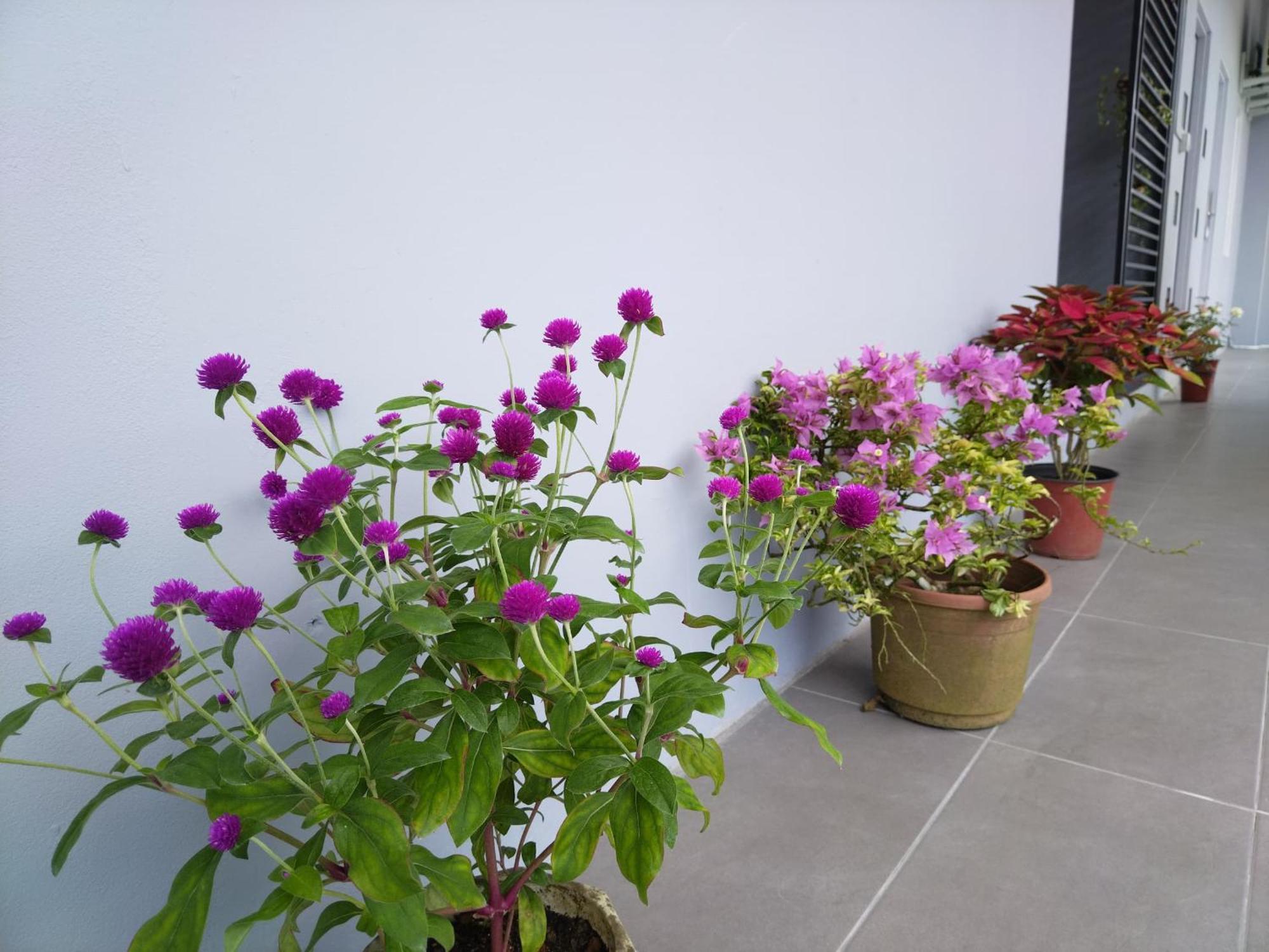 Greenery Studio, Kubot A Sentral