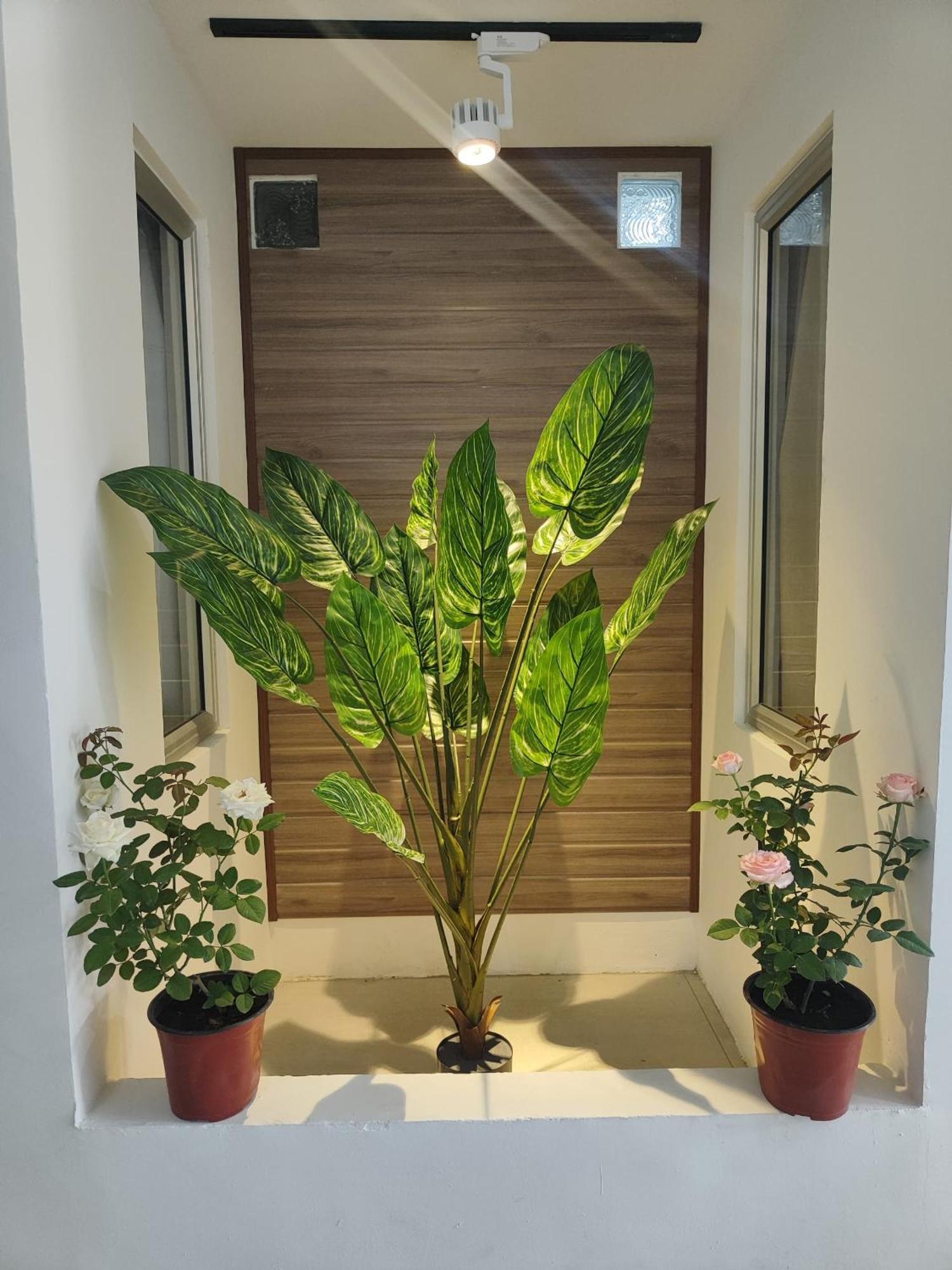 Greenery Studio, Kubot A Sentral Tawau